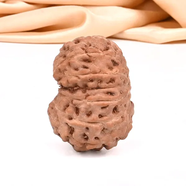 15_Mukhi_From_Java_Indonesia_Small_Ccxxxvi