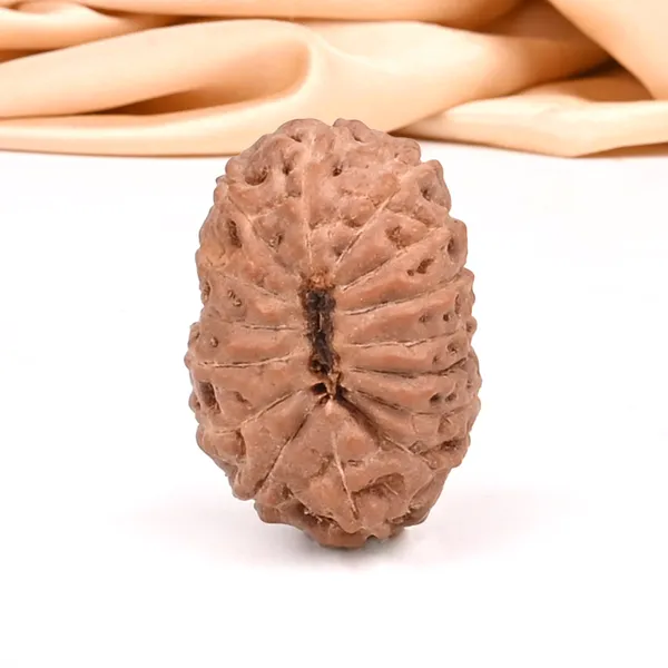 15_Mukhi_From_Java_Indonesia_Small_Ccxxxvi