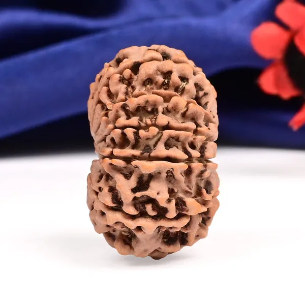 12_Mukhi_From_Nepal_Large_Cxii