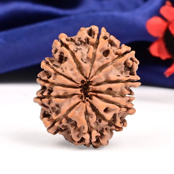 12_Mukhi_From_Nepal_Large_Cxii