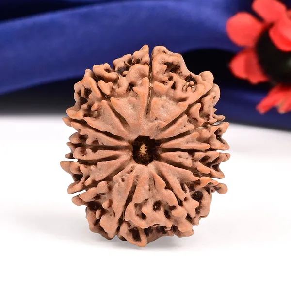 12_Mukhi_From_Nepal_Large_Cxii