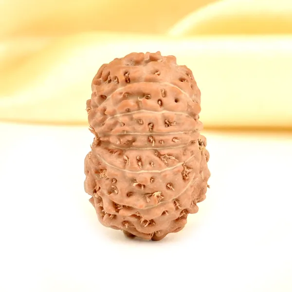 14_Mukhi_From_Java_Indonesia_Small_Cdxxxiv