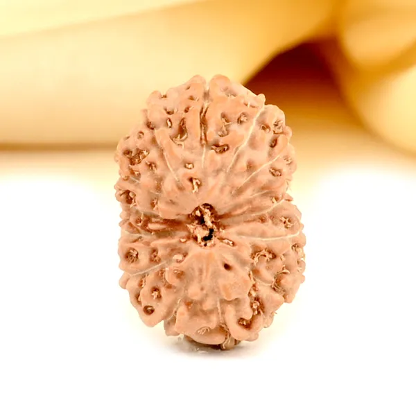 14_Mukhi_From_Java_Indonesia_Small_Cdxxxiv