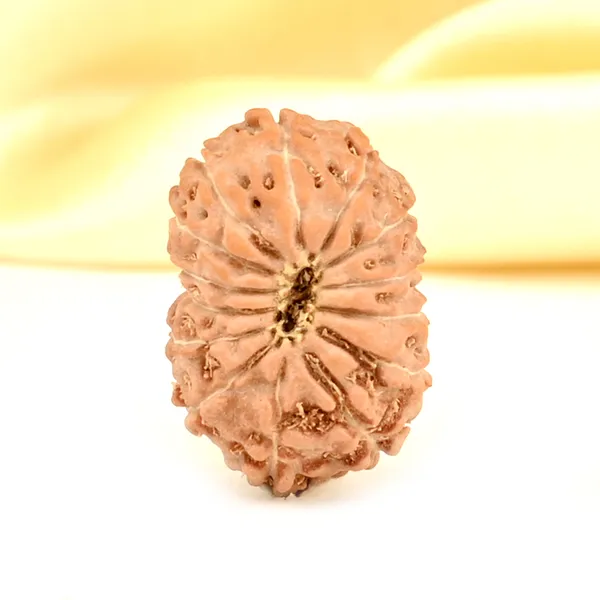 14_Mukhi_From_Java_Indonesia_Small_Cdxxxiv