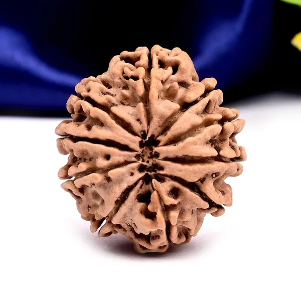 10_Mukhi_From_Nepal_Large_Clxix
