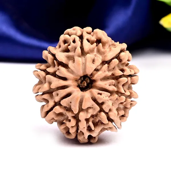10_Mukhi_From_Nepal_Large_Clxix
