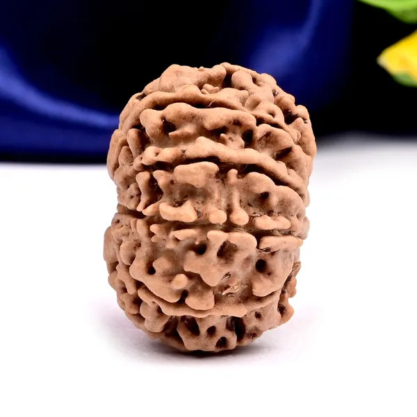 10_Mukhi_From_Nepal_Large_Clxix