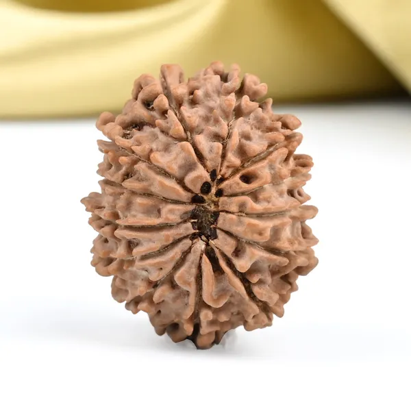 13_Mukhi_From_Nepal_Ccxxvii