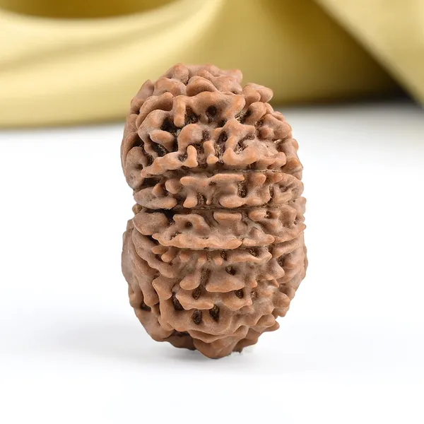 13_Mukhi_From_Nepal_Ccxxvii