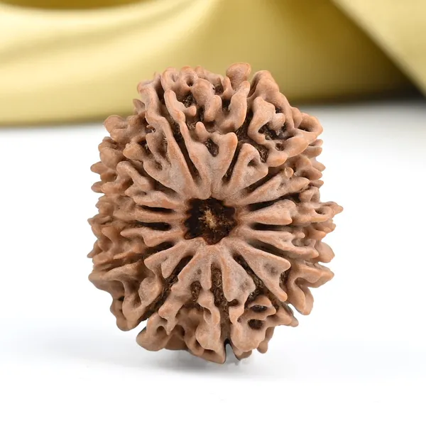 13_Mukhi_From_Nepal_Ccxxvii