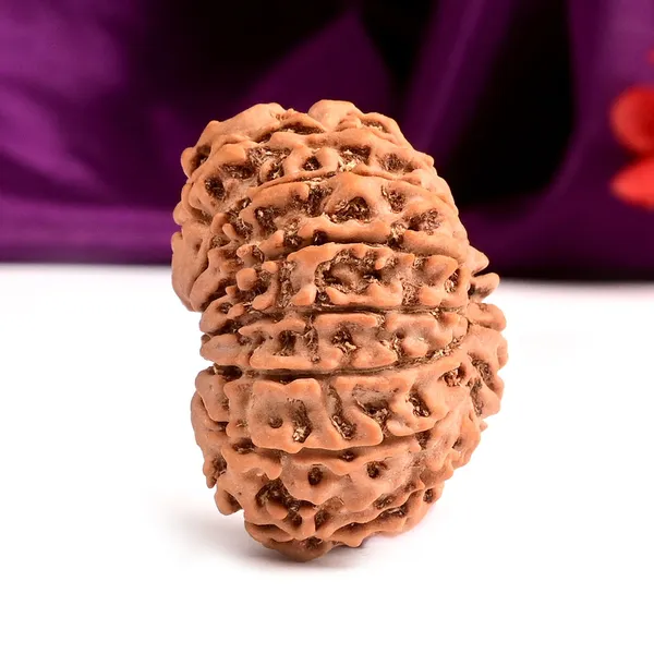 Techpandit_13_Mukhi_Nepal_Rudraksha_Bead