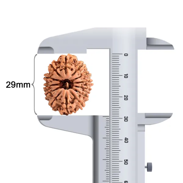 Techpandit_13_Mukhi_Nepal_Rudraksha_Bead
