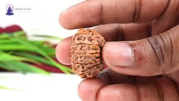 Techpandit_13_Mukhi_Nepal_Rudraksha_Bead