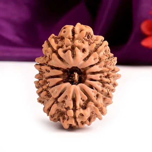 Techpandit_13_Mukhi_Nepal_Rudraksha_Bead