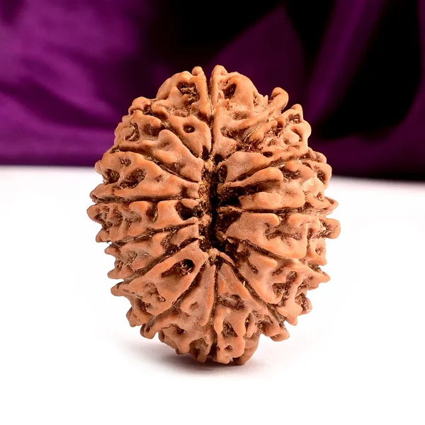 Techpandit_13_Mukhi_Nepal_Rudraksha_Bead