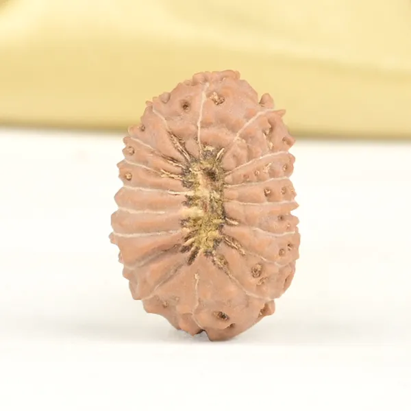 17_Mukhi_From_Java_Indonesia_Large_Ccxiv