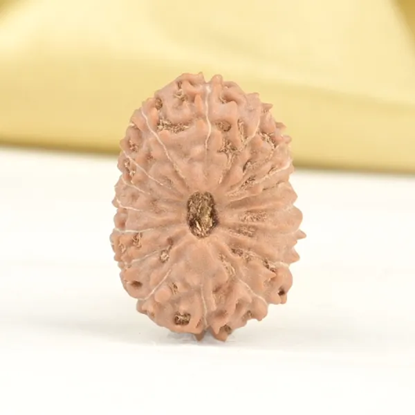 17_Mukhi_From_Java_Indonesia_Large_Ccxiv