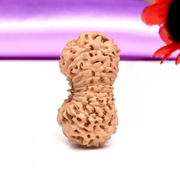 19_Mukhi_Rudraksha_Bead_Indonesia