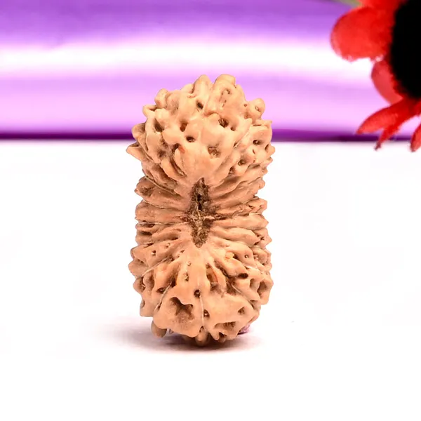 19_Mukhi_Rudraksha_Bead_Indonesia