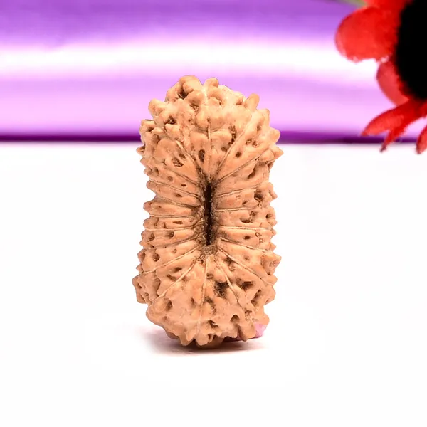 19_Mukhi_Rudraksha_Bead_Indonesia