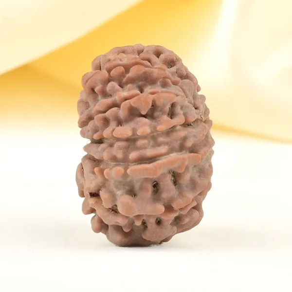 Techpandit_11_Mukhi_Rudraksha_Bead_Nepal_Origin