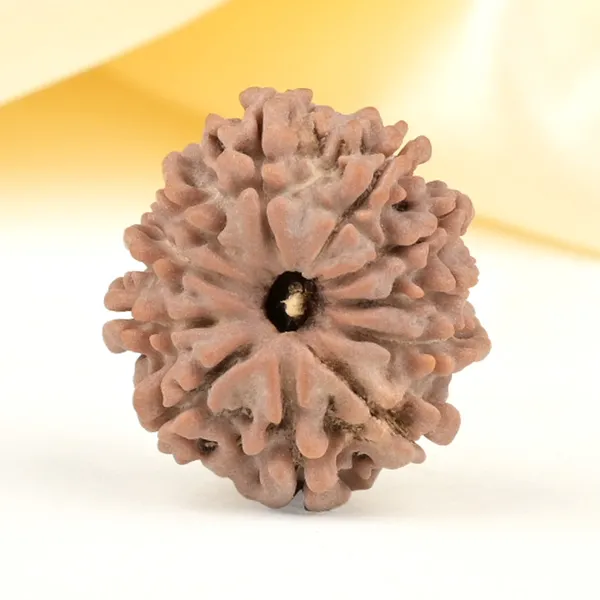 Techpandit_11_Mukhi_Rudraksha_Bead_Nepal_Origin