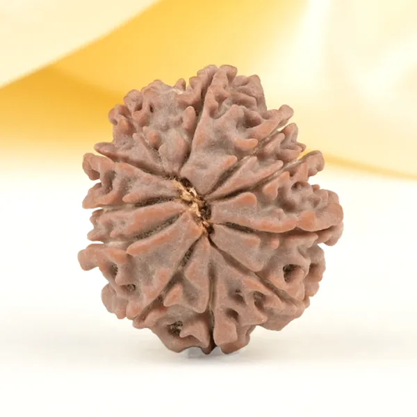Techpandit_11_Mukhi_Rudraksha_Bead_Nepal_Origin