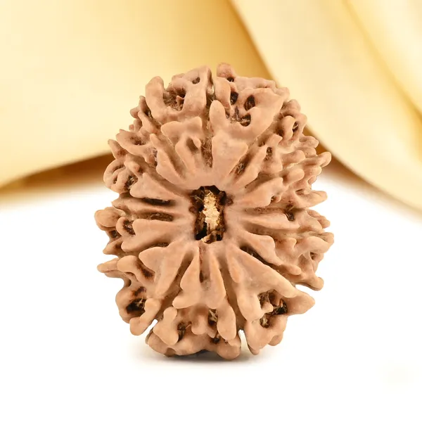 13_Mukhi_From_Nepal_Small_Cdviii