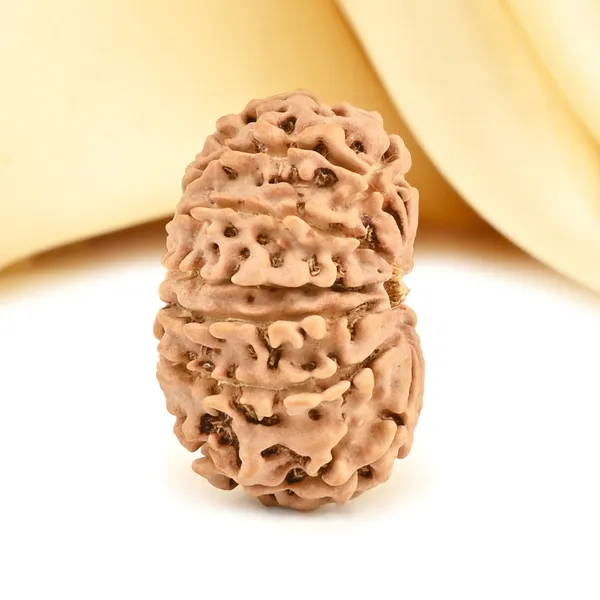 13_Mukhi_From_Nepal_Small_Cdviii