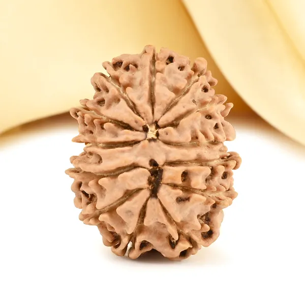 13_Mukhi_From_Nepal_Small_Cdviii