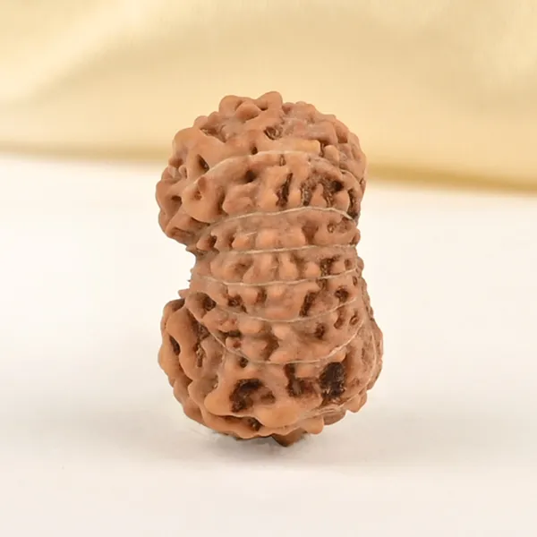 15_Mukhi_From_Java_Indonesia_Small_Cclxxix