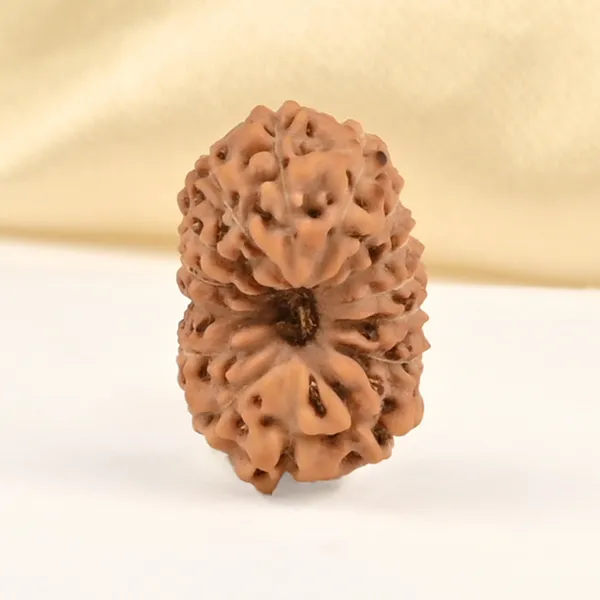 15_Mukhi_From_Java_Indonesia_Small_Cclxxix