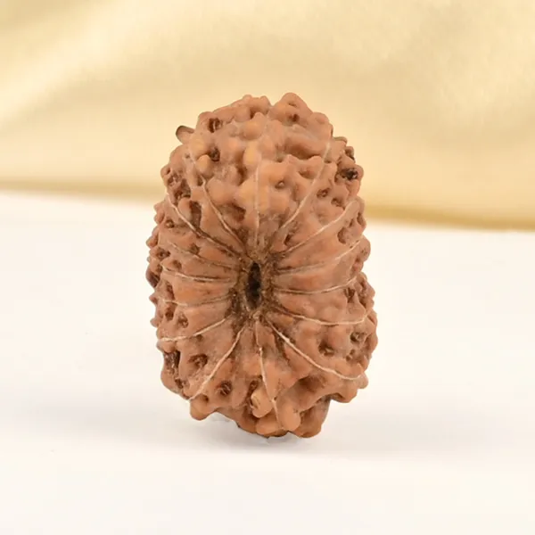 15_Mukhi_From_Java_Indonesia_Small_Cclxxix
