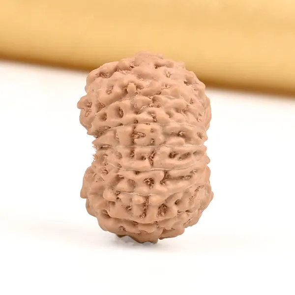 Techpandit_15_Mukhi_Rudraksha_Bead_Indonesia