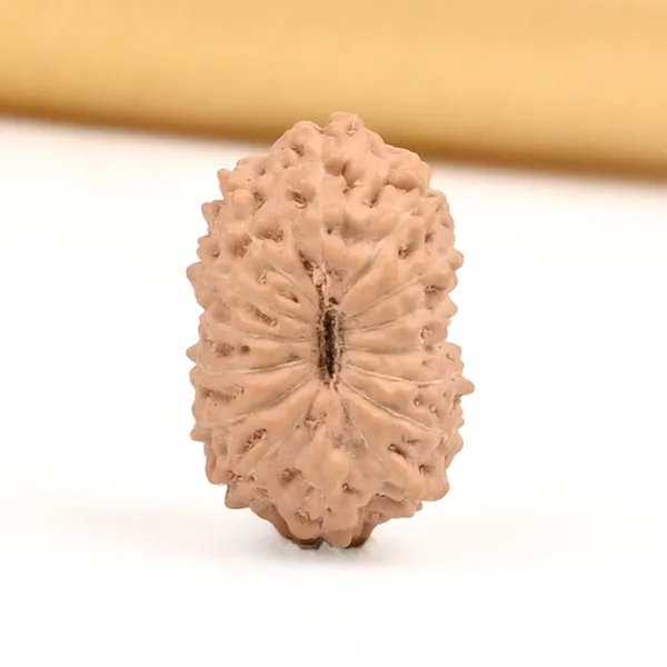 Techpandit_15_Mukhi_Rudraksha_Bead_Indonesia