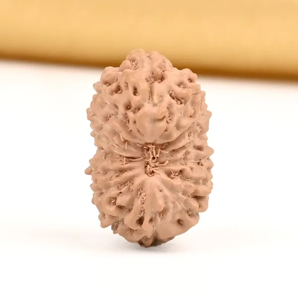 Techpandit_15_Mukhi_Rudraksha_Bead_Indonesia