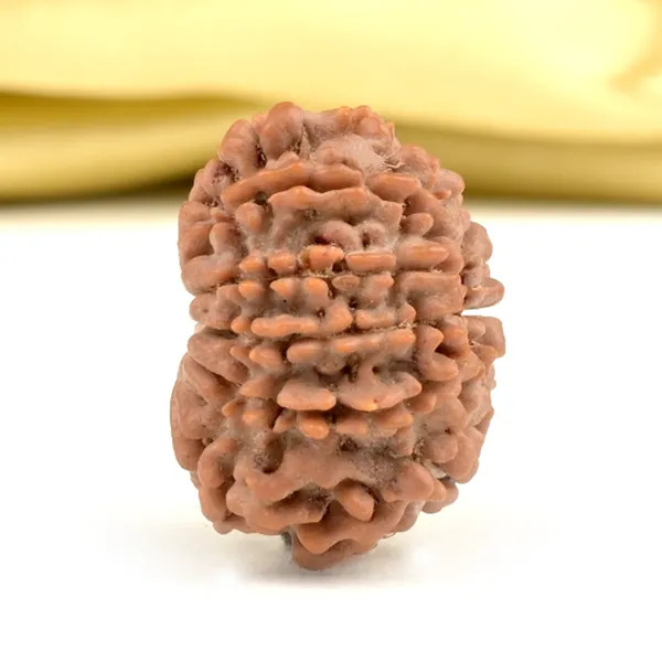 Techpandit_11_Mukhi_Rudraksha_Bead_Nepal_Origin