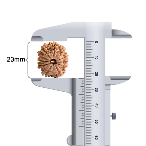 Techpandit_11_Mukhi_Rudraksha_Bead_Nepal_Origin