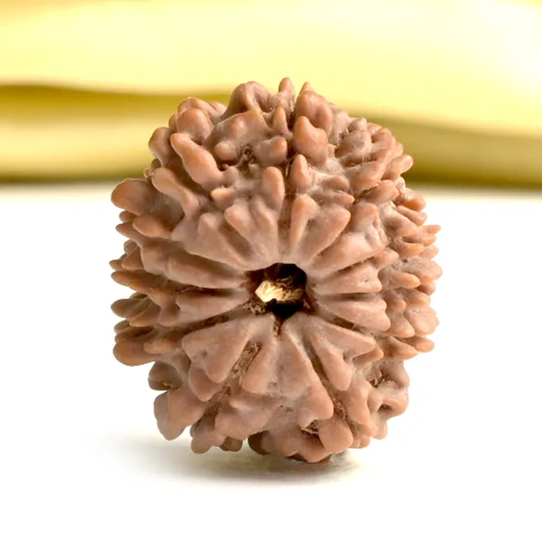 Techpandit_11_Mukhi_Rudraksha_Bead_Nepal_Origin