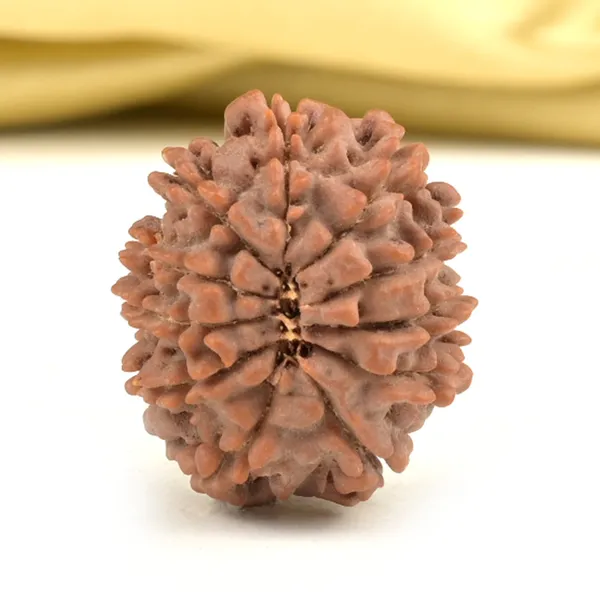 Techpandit_11_Mukhi_Rudraksha_Bead_Nepal_Origin