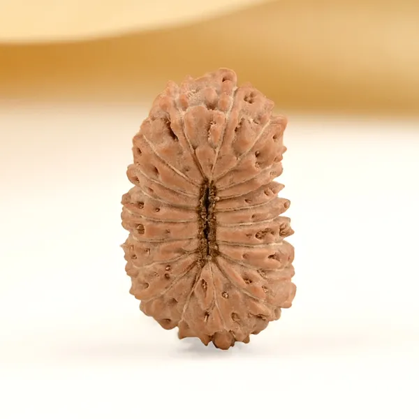 19_Mukhi_From_Java_Indonesia_Small_Clxxv