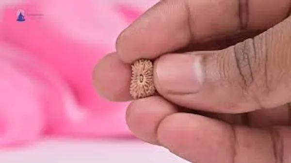 19_Mukhi_From_Java_Indonesia_Small_Clxxv