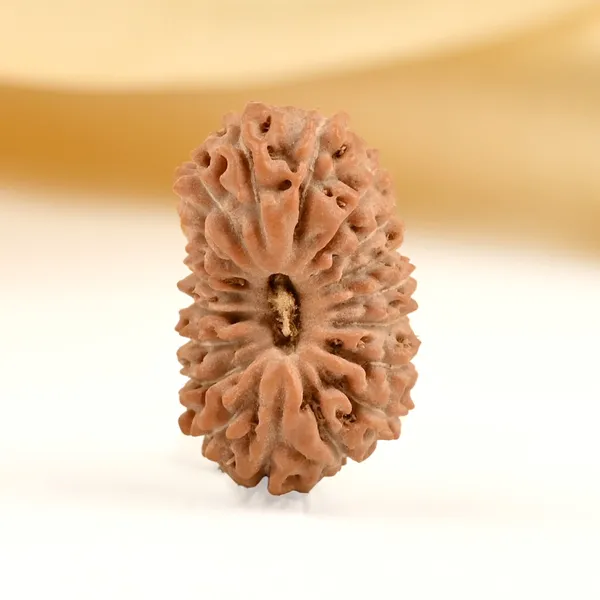 19_Mukhi_From_Java_Indonesia_Small_Clxxv