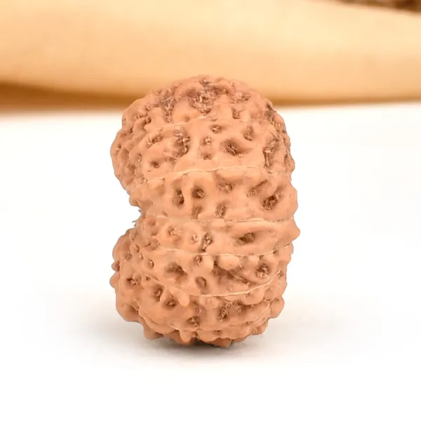 Techpandit_14_Mukhi_Rudraksha_Bead_Indonesia_Large