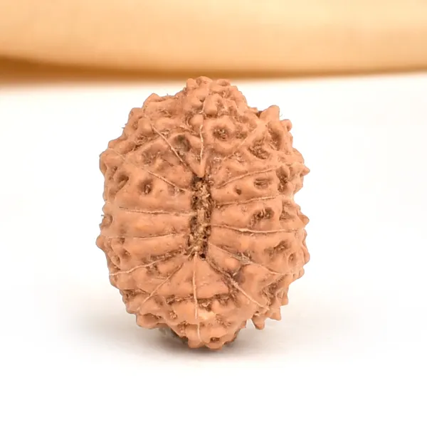 Techpandit_14_Mukhi_Rudraksha_Bead_Indonesia_Large