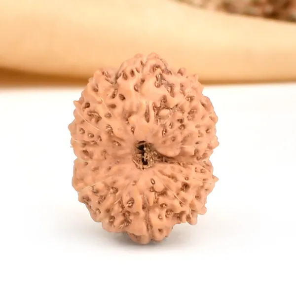 Techpandit_14_Mukhi_Rudraksha_Bead_Indonesia_Large