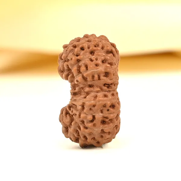 20_Mukhi_From_Java_Indonesia_Cix