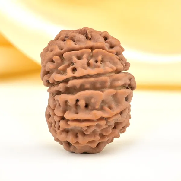 10_Mukhi_From_Nepal_Small_Cdlix