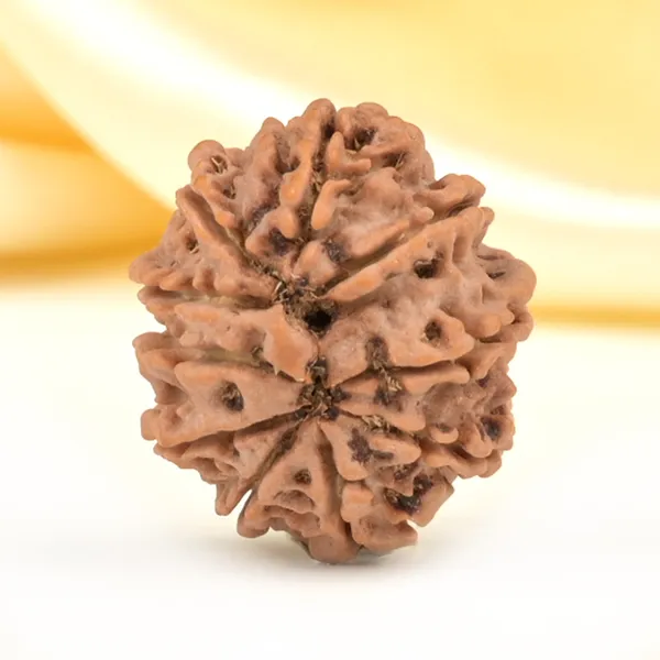 10_Mukhi_From_Nepal_Small_Cdlix