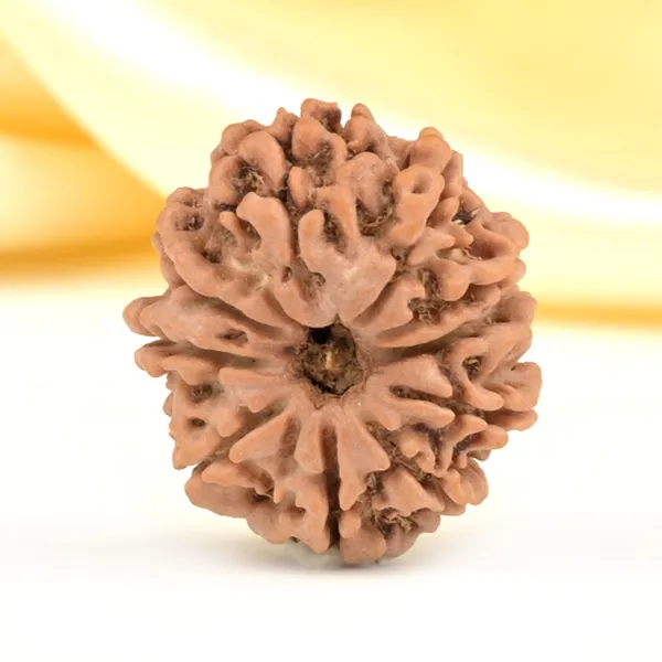 10_Mukhi_From_Nepal_Small_Cdlix